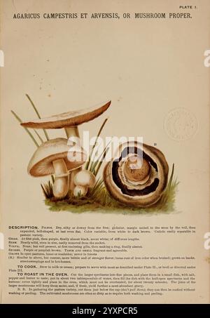 Pilze of America, Boston, L. Prang & Co.[1885]. Pilze, Kochen, Pilze, Woods Hole, diese Illustration zeigt verschiedene Arten von Pilzen, die ihre einzigartigen Strukturen und Eigenschaften deutlich zeigen. Das Bild zeigt Agaricus campestris, allgemein bekannt als Feldpilz, der sich durch seine glatte, abgerundete Kappe und Kiemen darunter auszeichnet. Ein weiteres Exemplar ist mit einer robusteren und gekrümmten Kappe gezeigt, was die Vielfalt dieser Art veranschaulicht. Der Titel enthält eine detaillierte Beschreibung der Pilze, einschließlich ihres Aussehens, Kochanweisungen und Hinweise zur Identifizierung Stockfoto