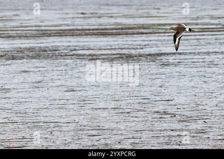 Der Schwarzschwanzgottwit ernährt sich von Würmern und Insekten in Feuchtgebieten. Foto auf Bull Island, Dublin. Stockfoto