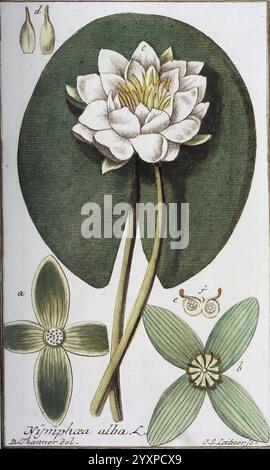 Icones Plantarum Medicinalium, Nürnberg, auf Kosten der Raspischen Buchhandlung, 1779-1790, Botanik, Medizin, Bildwerke, die Abbildung zeigt die Nymphaea alba, die allgemein als Weißwasserlilie bekannt ist. Im Mittelpunkt der Komposition steht eine detaillierte Darstellung der Blume, die ihre zahlreichen zarten Blütenblätter um einen leuchtenden gelben Kern zeigt. Die großen, abgerundeten Blätter, die für die Art charakteristisch sind, verfächern sich elegant unter der Blüte und betonen ihre satte grüne Textur. Um die Hauptblume herum sind kleinere Abbildungen zu sehen, darunter die Knospe und eine detaillierte Ansicht der Blume Stockfoto