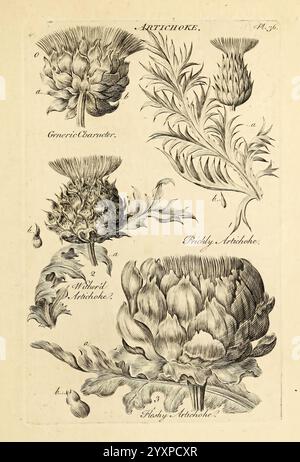 The Vegetable System, London, 1759-1763, Botanik, Pictorial Works, die Abbildung zeigt verschiedene Darstellungen der Artischockenpflanze, die ihre einzigartige Morphologie zeigt. Oben sind die zarten, spitzen Strukturen der Blütenknospen detailliert dargestellt, die ihre komplizierte Form und Textur hervorheben. Im Folgenden zeigen zusätzliche Skizzen die Pflanze in verschiedenen Stadien und betonen die großen, abgerundeten, essbaren Knospen und ihre markanten, gezackten Blätter. Die Klassifizierungsschilder geben Einblicke in die verschiedenen Sorten, einschließlich „Grocer's Carouser“ und „Stachelige Artischocke“. Die Detailposition Stockfoto