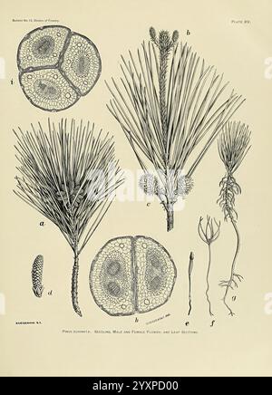 The Wood Pines of the Southern United States, Washington, Government Printing Office, 1896, Pinus, südstaaten, Holz, eine komplizierte botanische Illustration, die verschiedene Teile der Kiefer darstellt. In der Mitte sind detaillierte Querschnitte von Tannenzapfen dargestellt, die die inneren Strukturen mit unterschiedlichen Zellmustern hervorheben. Um diese zentralen Abschnitte herum sind Abbildungen von Kiefernnadeln zu sehen, die ihre langen Formen und gruppierten Arrangements zeigen. Zusätzlich werden männliche und weibliche Blüten dargestellt, die einen umfassenden Überblick über die Fortpflanzungskomponenten bieten. Jedes Teil ist m Stockfoto