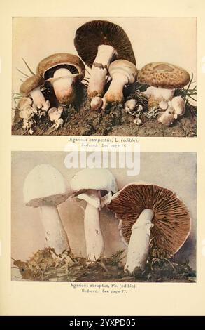 Das Pilzbuch. New York, 1901, Kochen, Pilze, Pilze, Pilze, die Abbildung zeigt zwei verschiedene Arten von Pilzen: der obere Abschnitt zeigt **Agaricus campestris**, allgemein bekannt als Feldpilz, der durch seine braune Kappe und weißen Kiemen gekennzeichnet ist, umgeben von kleineren Exemplaren. Darunter ist **Agaricus abruptus**, ebenfalls eine essbare Sorte, mit ihrem markanten weißen Kappe und markanten Kiemen dargestellt. Beide Arten sind mit einem strukturierten Boden versehen, der ihren natürlichen Lebensraum betont, und enthalten Anmerkungen für weitere Hinweise auf die einzelnen Arten. Stockfoto