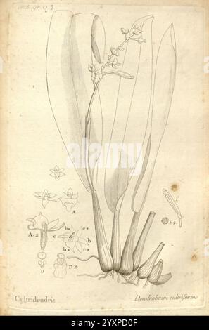 Histoire particulière des plantes, Orchideés, recueillies sur les trois îles australes d'Afrique, de France, de Bourbon et de Madagascar, Paris, L'auteur, 1822, Orchidaceae, die Abbildung zeigt eine detaillierte Darstellung der Pflanzenart Dendrobium cultriforme, bekannt für ihre charakteristischen länglichen Blätter und Blumenarrangements. Die Pflanze ist mit mehreren Blättern dargestellt, die sich anmutig von der Basis aus erstrecken, wo die Stiele entstehen. Neben der Hauptzeichnung gibt es kleinere beschriftete Skizzen, die verschiedene Teile der Pflanze zeigen, einschließlich der Struktur der Blüten und der spezifischen botanischen fea Stockfoto