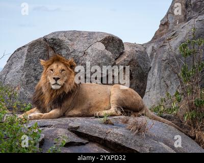 Herrlicher Löwe (Panthera leo) in einer felsigen Landschaft. Das Foto wurde in der Serengeti in Tansania aufgenommen. Stockfoto