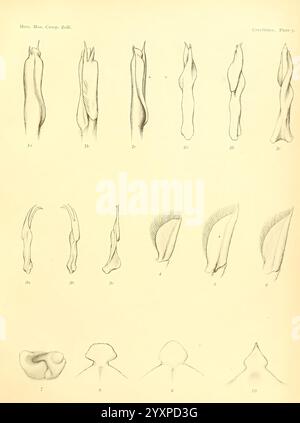 Notizen über die Krebse im United States National Museum und im Museum of Comparative Zoology Cambridge, USA, 1914. Krebse, Krebstiere, cambarus hagenianus, cambarus pellucidus, cambarus validus, Taxonomie: trinomial = astacus nigrescens fortis, Taxonomie: trinomial = astacus gambeli connectens, en Fischer zeigt eine Reihe anatomischer Skizzen, die sich hauptsächlich auf verschiedene Formen von Gliedmaßen und Anhängen konzentrieren. Jede Abbildung ist mit einer numerischen Kennung versehen, die auf unterschiedliche Proben oder anatomische Abweichungen hinweist. Die Designs reichen von einer langen und schlanken Struktur Stockfoto