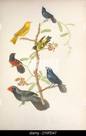 Ornithologie Brésilienne, ou, Histoire des oiseaux du Brésil, Rio de Janeiro, Editeur, Thomas Reeves, [1854-1856], Vögel, Brasilien, Bildwerke, Carduelis nitens, Carduelis brasiliensis, Spinus magellanicus, Siskin mit Kapuze, Carduelis tristis, Pitylus nazutus, Pitylus cyaneus, Pitylus plumbeus, Estrilda astrild, gemeiner Waxbill., Eine lebendige Darstellung verschiedener Singvögel auf einem Zweig, der mit zarten Blättern und Beeren geschmückt ist. Die Komposition besteht aus sechs verschiedenen Vögeln: Einem leuchtend gelben Vogel, einem auffälligen schwarzen Vogel mit blauen Akzenten, einem dunkelrot-orangen Vogel, einem farbenfrohen schwarzen Vogel mit blauen Akzenten Stockfoto