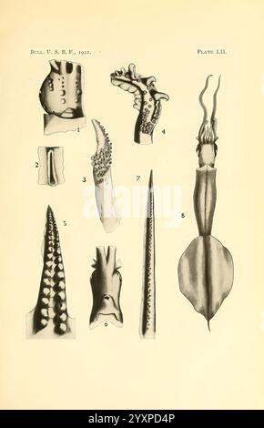 Die Cephalopoda der hawaiianischen Inseln. Washington, Govt. Drucken, 1914. cephalopoda, Hawaii, Mollusken, Pterygioteuthis microlampas, Teleoteuthis compacta, Mastigoteuthis famelica, Tintenfisch, mūheʻe, hee, ika, Onychoteuthis compacta, Echinoteuthis famelica, Schleuderfisch, die Illustration zeigt verschiedene Meereskopffüßer und ihre charakteristischen anatomischen Merkmale. Es enthält beschriftete Zeichnungen des Tentakels eines Oktopus, mit Details, die die Sauger und die Form hervorheben. Außerdem werden verschiedene Tintenfischarten vorgestellt, die ihre Körper, Flossen und speziellen Strukturen betonen. Jeder nummerierte Abschnitt enthält Stockfoto