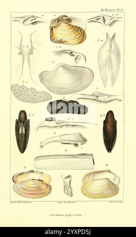 Les Mollusques, Paris, J. B. Baillière, 1868, Mollusken, Klassifizierung, Eine detaillierte Darstellung verschiedener Weichtierarten, insbesondere Muscheln. Die Anordnung umfasst verschiedene Formen und Ausrichtungen, wodurch die einzigartigen Strukturen von Schalen und Körpern hervorgehoben werden. Zu den bemerkenswerten Merkmalen gehören eine Vielzahl von Formen, Größen und Texturen, die sowohl die Vielfalt als auch die Komplexität dieser Meeresorganismen demonstrieren. Die nummerierten Etiketten ermöglichen die Identifizierung der einzelnen Exemplare und fügen der visuellen Darstellung dieser Lebewesen einen wissenschaftlichen Kontext hinzu. Stockfoto