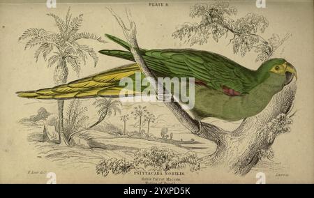 Papageien, London, Chatto & Windus, [1845?], m, Papageien, Daubenton, Louis Jean Marie, Ein wunderschön illustrierter Papagei, der auf einem Ast thront und ein lebendiges Gefieder mit Grün- und Gelbtönen zeigt. Der Kopf des Vogels ist zur Seite gedreht und zeigt seine markanten Merkmale, einschließlich eines roten Hecks in der Nähe der Flügel. Der Hintergrund bietet eine ruhige natürliche Landschaft mit Bäumen und Laub, die die tropische Atmosphäre der Szene unterstreicht. Am unteren Rand befindet sich eine Beschriftung, die wahrscheinlich Details über die Art oder den Ursprung des Papageiens enthält und seine exotische Schönheit und die komplizierte Kunst des Papageiens betont Stockfoto