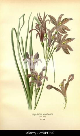 Lieblings-, Blumen-, Garten- und Greenhouse, London, und, New York, Frederick warne & Co, 1896-97, Frankreich, 19. Jahrhundert, Icones, Blumenzucht, Chromolithographie, Pflanzen, Zierpflanzen, Eine botanische Illustration, die Ixolirion montanum zeigt, mit schlanken, bogenförmigen grünen Blättern, begleitet von eleganten Gruppen von dunkelvioletten Blüten. Die Blüten zeichnen sich durch langgezogene Blütenblätter und eine zarte, komplizierte Struktur aus, die kunstvoll angeordnet ist, um ihre natürliche Schönheit hervorzuheben. Die Abbildung enthält eine detaillierte Kennzeichnung, die die wissenschaftliche Darstellung verbessert und gleichzeitig die Gnade der Pflanze A feiert Stockfoto