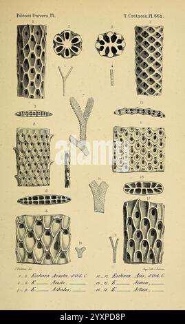 Paléontologie francaise, Paris, Chez l'auteur, 1840-1894, Frankreich, Paläontologie, Jura, Tertiär, Kreidezeit, Paläobotanik, Mollusken, Fossilien, Seeigel, fossile Geschichten, diese Illustration zeigt eine Vielzahl komplizierter fossiler Strukturen, wahrscheinlich aus der Kreidezeit. Die Sammlung enthält detaillierte Darstellungen von Korallen und anderen Meeresorganismen, die sich durch ihre einzigartigen Muster und Texturen auszeichnen. Jede nummerierte Figur wird akribisch dargestellt, um charakteristische Merkmale wie die porösen Formen und Verzweigungsmuster hervorzuheben, die typisch für alte Korallenformationen sind. Die verschiedenen spe Stockfoto