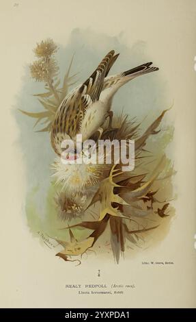 Farbige Figuren der Vögel der Britischen Inseln, herausgegeben von Lord Lilford. London, R. H. Porter, 1885-1897, Großbritannien, Birds, Bildwerke, Museum of Comparative Zoology, mealy redpoll, Taxonomie: trinomial = acanthis flammea flammea, Archibald Thorburn, carduelis hornemanni, arktische Redpoll, Linota hornemanni, Ornithologie, Ein meheliger Rotpoll, ein kleiner finch aus der Arktis, wird auf der Suche nach einer Distelpflanze dargestellt. Mit einem markanten, gestreiften Gefieder in Braun- und Cremetönen zeigt sich der Vogel nach unten, während er zart Samen aus dem flauschigen Samenkopf der Distel extrahiert. It Stockfoto