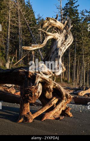 WA25973-00...WASHINGTON - freigelegte Wurzelmasse von großen alten Treibstämmen, die am Rialto Beach an der Pazifikküste des Olympic National Park angespült wurden. Stockfoto