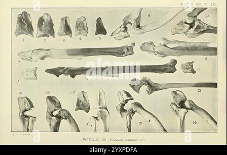 Proceedings of the Zoological Society of London, London, Academic Press Periodicals, Zoology, Bones, die Abbildung zeigt eine Sammlung von Skelettelementen, die sich speziell auf verschiedene Knochen und Gelenke konzentrieren. Jeder Knochen ist zur Identifizierung mit einer Nummer versehen, zusammen mit klaren Darstellungen der anatomischen Strukturen. Das Arrangement hebt eine vergleichende Studie hervor, die sich wahrscheinlich auf verschiedene Arten oder Entwicklungsstadien bezieht und die die Gelenkmorphologie und Knochenartikulation betont. Diese visuelle Darstellung dient als Lernwerkzeug, um die Komplexität der Skelettanatomie zu verstehen und macht sie wertvoll für Stockfoto