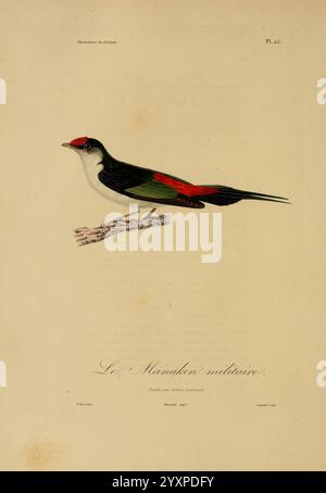 Illustrations de zoologie Paris A. Bertrand [1832-35?] Bildwerke Zoologie René Primevère Lektion, Eine wunderschön illustrierte Darstellung eines militärischen Mandarins, die seine markanten Merkmale zeigt. Der Vogel zeigt eine lebhafte Kombination von Farben, darunter eine hellrote Kappe, die mit seinem glänzenden schwarz-weißen Gefieder kontrastiert. Die komplizierten Details unterstreichen die elegante Form des Körpers und die zarte Struktur der Flügel und des Schwanzes. Auf einem schlanken Zweig thront das Kunstwerk, das die anmutige Haltung des Vogels unterstreicht und für seine natürliche Schönheit und seine einzigartige Farbe zur Bewunderung einlädt. Stockfoto