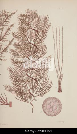 Nereis australis, oder Algen des südlichen Ozeans, London, Reeve Brothers, 1847-1849, Algen, Indischer Ozean, Antarktis, Pazifik, Algen, Museum Victoria, Meeresalgen, William Henry Harvey, Künstler , Marine Biodiversität, Polysiphonia hookeri, die Abbildung zeigt eine komplizierte Darstellung von Meeresalgen und zeigt ihre zarten, verzweigten Strukturen. Auf der linken Seite zeigt eine detaillierte Darstellung eines Fronds eine natürliche, fließende Form mit feinen, nadelartigen Filamenten, die sich anmutig biegen. Ergänzend dazu gibt es weitere Abbildungen verschiedener Algenformen, einschließlich Cylind Stockfoto