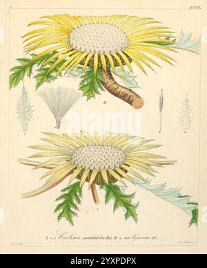 Icones florae Germanicae et Helveticae, Simul Pedemontanae, Tirolensis, Istriacae, Dalmaticae, Austriacae, Hungaricae, Transylvanicae, Moravicae, Borussicae, Holsaticae, Belgicae, Hollandicae, ergo Mediae Europae. Lipsiae, F. Hofmeister 1834-1912. [v. 1, 1850], Europa, Bildwerke, Pflanzen, die Illustration zeigt eine detaillierte botanische Studie der Blume, bekannt als Cynara cardunculus, auch bekannt als Artischocke oder Cardoon. Zwei unterschiedliche Blüten sind zu sehen: Eine oben und eine unten, jeweils mit leuchtenden gelben und weißen Blüten, die von einer zentralen Scheibe ausstrahlen Stockfoto