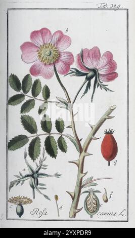 Icones Plantarum Medicinalium, Nürnberg, auf Kosten der Raspischen Buchhandlung, 1779-1790, Botanik, Medizin, Bildwerke, diese Illustration zeigt die Rosa Canina, allgemein bekannt als die Hunderose. Die detaillierte Darstellung enthält mehrere Bestandteile der Pflanze: Die markanten, weichen rosa Blüten, die sich durch ihre fünf Blütenblätter und ihr dunkles Zentrum auszeichnen, blühen auf einem grünen, mit spitzen Dornen verzierten Stiel. Um den Stiel herum befinden sich zarte, zusammengesetzte Blätter, die aus mehreren Blättern bestehen. Zusätzlich sind verschiedene botanische Elemente dargestellt, darunter die rosa Hüften, die rot dargestellt sind, und o Stockfoto