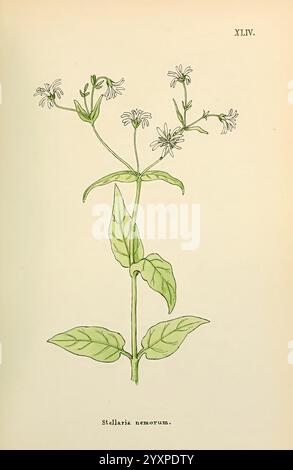 Blumen, Engadine, Winchester, gedruckt, Autor Warren and Son, 1891, Engadine, Blumen, Bildwerke, Pflanzen, Schweiz, Eine botanische Illustration mit der Pflanze Stellaria nemorum. Das Bild zeigt schlanke, längliche Stängel mit zarten weißen Blüten, die von oben und an den Seiten ausstrahlen und ihr sternähnliches Aussehen hervorheben. Die Blätter sind breit, oval und leuchtend grün, mit einer leicht spitzen Spitze und glatten Kanten. Diese Pflanze kommt oft in bewaldeten Gebieten vor und bevorzugt schattige Umgebungen, was zu ihrer natürlichen Lebensraumvielfalt beiträgt. Das elegante Presen Stockfoto