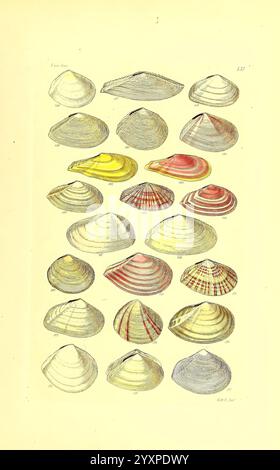 Thesaurus conchyliorum, oder Monographien der Gattungen der Muscheln, London, Sowerby, 1847-1887, Weichtiere, Bildwerke, Muscheln, Eine Sammlung von kunstvoll illustrierten Muscheln, die eine Vielzahl von Formen, Größen und Farben zeigen. Jede Schale wird sorgfältig gerendert, wobei einzigartige Muster und Texturen hervorgehoben werden. Das Arrangement umfasst verschiedene Arten, von denen einige mit kräftigen Streifen und lebhaften Farbtönen versehen sind, während andere mit dezenteren, eleganteren Designs ausgestattet sind. Diese Zusammenstellung betont die Schönheit und Vielfalt der Meereslebewesen und lädt zur Bewunderung der natürlichen Kunstfertigkeit dieser Muscheln ein. Stockfoto