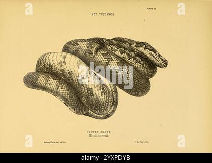 The Snakes of Australia Sydney, T. Richards, Government Printer, 1869. Australien, Identifizierung, Schlangen, Australien, Teppichschlange, Morelia Vareigata, Morelia Vareigata, Helena Forde, Helena Forde, Taxonomie: Unterordnung = Serpentes, Frauen in Wissenschaft, Morelia Spilota, Morelia Spilota, Morelia Spilota Vareigata, Hist Sci Art, Herpetology, Helen Scott Forde, Helen Scott, Eine detaillierte Illustration einer gewickelten Schlange mit komplizierten Schuppen und einem glatten, geschwungenen Körper. Der Kopf der Schlange ist leicht angehoben, wodurch die Besonderheiten und die glatte Textur hervorgehoben werden. Das Bildmaterial erfasst die empfindlichen Muster A Stockfoto