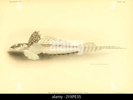 Die Tiefseefische der hawaiianischen Inseln, Washington, Govt. Print, 1905, Albatros, Dampfgarer, Fische, hawaiianische Inseln, Callionymus caeruleonotatus, diese Abbildung zeigt eine detaillierte Darstellung des Callionymus carletoni, einer Art von Drachenfischen. Er zeigt die einzigartigen anatomischen Merkmale des Fisches, einschließlich seines langgestreckten Körpers, der markanten Flossen und der komplizierten Skalen. Die Abbildung zeigt die aufwändig gemusterte Rückenflosse, die an zarte Spitze erinnert, und ihre stromlinienförmige Form, die ihn gut an seine aquatische Umgebung anpasst. Die Gesamtpräsentation ist konzipiert Stockfoto