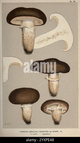 Illustrationen britischer Pilze (Hymenomycetes), die als atlas zum „Handbuch britischer Pilze“ dienen. London, 1881-91. Fungi, Großbritannien, die Abbildung zeigt eine Sammlung von Pilzen, die speziell verschiedene Perspektiven der Art Agaricus (allgemein bekannt als Pilze) zeigen. Der obere Abschnitt zeigt eine Seitenansicht des Pilzes und hebt seine markante braune Kappe und den weißen Stiel hervor. Im Folgenden werden zwei zusätzliche Pilze aus verschiedenen Winkeln präsentiert, die ihre abgerundeten Kappen und strukturierten Stiele betonen. Die untere rechte Ecke bietet eine Nahansicht, die eine komplizierte Deta bietet Stockfoto