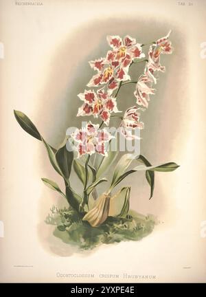 Reichenbachia, St. Albans, London, New York, F. Sander & Co, Orchid Growers & Importers, H. Sotheran & Co, I. Forstermann, 1888-1890, Orchidaceae, Odontoglossum crispum hrubyanum, Odontoglossum crispum, Oncidium alexandra, Henry Frederick Conrad Sander, Orchideen, Botanik, Blumen, Henry George Moon, eine delikate Darstellung des Odontoglossum crispum, allgemein bekannt als Crispum Orchid, zeigt seine lebendigen Blüten. Die Blüte zeigt komplizierte Muster in Rosa und weiß mit subtilen gelben Anklängen, die elegant von einem kräftigen grünen Stiel erblühen. Unter den Blüten sind üppige Blätter die Basis, p Stockfoto
