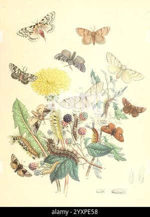 British and their Transformations, London, 1843-45. In Großbritannien zeigt die Illustration eine Vielzahl von Schmetterlingen und Falter, die um eine lebendige Pflanzenwelt herum angeordnet sind. Unter dem Laub ist ein heller Löwenzahn hervorzuheben, dessen auffällige gelbe Blütenblätter die Aufmerksamkeit auf sich ziehen. Es werden mehrere detaillierte Arten von Falter und Schmetterlingen dargestellt, darunter einige mit kunstvollen Flügelmustern und verschiedenen Farben. Raupen sind auch auf den Blättern verschlungen zu sehen, was die Stadien der Umwandlung in den Lebenszyklen dieser Insekten anzeigt. Die Gesamtkomposition unterstreicht die Schönheit der Natur und die Komplexität Stockfoto