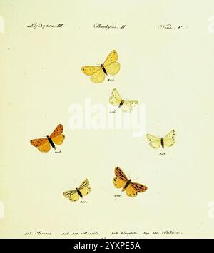 Hubner's, papilio, s.l, s.n, 1796-1841, lepidoptera., Eine skurrile Sammlung von Schmetterlingen, zeigt eine Vielzahl von Arten mit unterschiedlichen Farben und Mustern. Die Schmetterlinge sind akribisch illustriert und zeigen feine Details in ihren Flügeln, die in Gelb-, Orange- und weichem Elfenbein gehalten sind. Jeder Schmetterling ist nummeriert und gekennzeichnet, was eine wissenschaftliche Klassifizierung und Informationen über seine jeweilige Art ermöglicht. Unterhalb der Schmetterlinge befindet sich eine gut organisierte Tabelle mit Verweisen auf ihre Namen und andere Details, was eine Studie oder Katalogisierung dieser empfindlichen Insekten andeutet Stockfoto