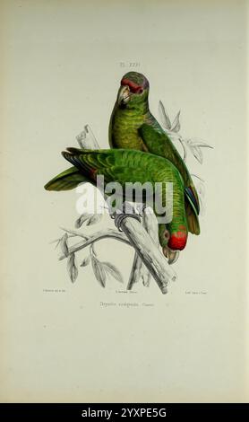 Iconographie des perroquets, Paris, P. Bertrand, 1857, Bird, Vögel, Papageien, Papageien, Bildwerke, beliebte Werke, Rotgekrönter Papagei, Taxonomie: Binomial = Amazona viridigenalis, zwei lebendige Sittiche sitzen auf einem Ast, wunderschön dargestellt mit einem Schwerpunkt auf ihren üppigen grünen Federn. Der eine Vogel blickt dem Betrachter entgegen und zeigt seine markante rote Krone und die subtilen Nuancen seines Gefieders, während der andere sich näher hineinneigt und eine leichte Neigung des Kopfes zeigt. Zarte Blätter umrahmen die Szene und verleihen der Komposition einen Hauch von natürlicher Eleganz. Dieses Kunstwerk hebt das komplexe hervor Stockfoto