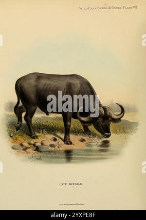 Wilde Ochsen, Schafe, Ziegen aller Länder, lebend und ausgestorben, London, R. Ward, 1898, Ziegen, Moschusochsen, Bergschafe, Syncerus Caffer, Wild- und Wildvögel, Ein majestätischer Cape Buffalo steht in der Nähe einer Wasserquelle, dessen kraftvolle Körperform durch kräftige, geschwungene Hörner verstärkt wird. Das Fell des Tieres ist dunkel und elegant und fügt sich harmonisch in die umliegenden natürlichen Elemente des felsigen Bodens und der sanften Vegetation ein. Diese Illustration zeigt das Wesen des Cape Buffalo, bekannt für seine robuste Bauweise und bedeutende Rolle in seinem Ökosystem, und verkörpert sowohl Anmut als auch Stärke, während es seinen Durst stillt. Das Etikett unter hig Stockfoto