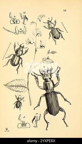 Arcana entomologica, oder Illustrationen von neuen, seltenen und interessanten Insekten, London, William Smith, 1845 [d. h. 1841-1845]. Insekten, Arthropoden, Entomologie, Klassifizierung, Bildwerke, Arthropoden zeigt die Abbildung eine Reihe detaillierter botanischer und entomologischer Studien. Es enthält mehrere Arten von Käfern, die jeweils mit entsprechenden Nummern gekennzeichnet sind und deren charakteristische Merkmale wie Antennen und Körperformen hervorheben. Begleitet von den Käfern ist eine Darstellung einer blühenden Pflanze, die die Beziehung zwischen diesen Insekten und ihrer Umwelt veranschaulicht. Die komplizierten Designs p Stockfoto