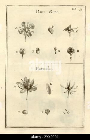 Joseph Pitton de Tournefort, Institutiones rei herbariæ, Parisiis, E Typographia Regia, 1700-[1703], Botanik, prälinneanische Werke., Eine detaillierte botanische Illustration mit zwei Abschnitten mit der Bezeichnung „Ruta“ und „Harmala“. Im oberen Abschnitt werden verschiedene Teile der Ruta-Pflanze angezeigt, einschließlich Blumen, Samen und Blätter, die jeweils mit Buchstaben zur Identifizierung versehen sind. Der untere Abschnitt konzentriert sich auf die Harmala-Pflanze und zeigt ihre Besonderheiten, wie die Blütenstruktur und die Samen, die ebenfalls mit entsprechenden Buchstaben markiert sind. Die Abbildung dient als lehrreiche Referenz und hebt die Int. Stockfoto