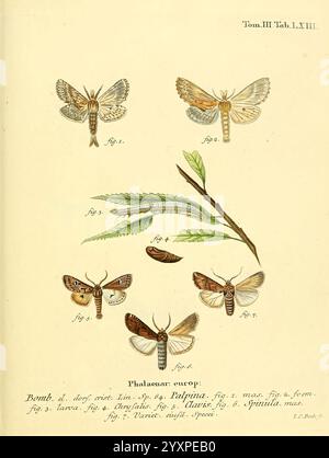 Die Schmetterlinge in Abbildungen nach der Natur Leipzig T.O. Weigel 1829-1839 Europa Schmetterlinge Schmetterlinge Schmetterlinge Bildwerke, die Illustration zeigt eine Sammlung von detailreich detaillierten Falter und ihren Lebensstadien. Die beschrifteten Abbildungen umfassen Stockfoto