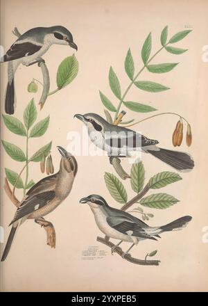 Illustrationen der amerikanischen Ornithologie von Alexander Wilson und Charles Lucian Bonaparte, Edinburgh, Frazer & Co, 1835, Birds, Vereinigte Staaten, Nordamerika, Bildwerke. diese Illustration zeigt eine Sammlung schriller Vögel, die jeweils in anmutigen Haltungen auf Zweigen mit Blättern und Samenkapseln dargestellt werden. Die Vögel weisen eine Vielzahl von Markierungen und Farben auf, die ihre charakteristischen Merkmale wie scharfe Schnabel und auffällige Muster auf ihrem Gefieder hervorheben. Das umgebende Laub verbessert die Zusammensetzung und fügt ein naturalistisches Element hinzu, das die Vögel mit ihrer Umgebung verbindet. Ea Stockfoto