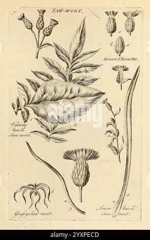 The Vegetable System London gedruckt auf The Expense of the Author und verkauft von R Baldwin 1759-1763 Botany Pictorial Works, die Illustration zeigt verschiedene Darstellungen der Pflanze, bekannt als Sägewürz. Es enthält markierte botanische Studien, die verschiedene Teile der Pflanze, wie Blätter und Blüten, zeigen. Das Design hebt die komplizierten Details des Blattes und der Blumenstruktur hervor und betont Merkmale wie gezackte Kanten und einzigartige Formen. Jedem Exemplar sind Buchstaben beigefügt, die spezifische Elemente kennzeichnen, was eine wissenschaftliche Referenz und Klassifizierung ermöglicht. Die Gesamtpräsentation Stockfoto