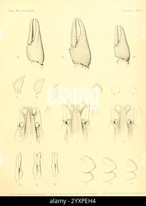 Notizen über die Krebse im United States National Museum und im Museum of Comparative Zoölogy Cambridge, USA, 1914. Flusskrebse, Krebstiere, Astacus astacus, Taxonomie: Trinomial = Astacus pallipes italicus, Astacus pallipes, Fischer, Eine detaillierte Illustration, die verschiedene Arten anatomischer Strukturen zeigt, insbesondere die Morphologie der Kopffüßschnabel. Die Serie umfasst mehrere Ansichten verschiedener Schnabelformen und -Größen, die jeweils mit entsprechenden Nummern als Referenz gekennzeichnet sind. Der obere Abschnitt zeigt die äußeren Konturen der Schnabel, während der untere Teil eine detaillierte Darstellung zeigt Stockfoto