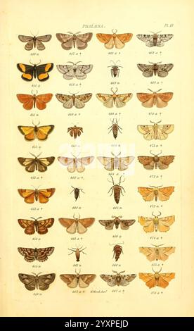 Index entomologicus London, William Wood, 1839, Schmetterlinge, Klassifizierung, Großbritannien, Identifikation, schmetterlinge, Bildwerke., Eine detaillierte Anordnung, die verschiedene Arten von Schmetterlingen und Falter zeigt, jede in einem Gitterformat dargestellt. Die Illustrationen zeigen komplizierte Muster, leuchtende Farben und markante Flügelformen. Jede Probe ist nummeriert, was eine organisierte Referenz zur Identifizierung darstellt. Die Vielfalt umfasst kleine, mittlere und große Sorten, was die bemerkenswerte Vielfalt innerhalb dieser Gruppe von Insekten demonstriert. Die künstlerische Präsentation betont sowohl das A als auch das A Stockfoto