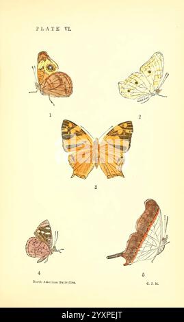 A Manual of North American Butterflies, Boston, de Wolfe, Fiske & Co, 1891, Schmetterlinge, Nordamerika, diese Illustration zeigt eine Sammlung von fünf Schmetterlingen, von denen jeder mit einer Zahl gekennzeichnet ist, die seiner Identifizierung entspricht. 1. Der erste Schmetterling zeigt reiche Erdtöne mit komplizierten Mustern, die eine natürliche Tarnung widerspiegeln. (2) das zweite Exemplar zeichnet sich durch seine zarten weißen Flügel aus, die mit dezenten gelben Markierungen verziert sind und ihm ein elegantes Aussehen verleihen. 3. Der dritte Schmetterling zeichnet sich durch seine leuchtenden orangefarbenen und schwarzen Flügel aus und zeigt auffällige Muster, die seinen Streik unterstreichen Stockfoto