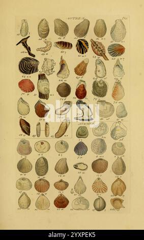 Index testaceologicus, London, 1856, Weichtiere, Muscheln, Muscheln, eine Sammlung verschiedener Muscheln, die in einem organisierten Raster angeordnet sind. Das Display zeigt eine Vielzahl von Formen, Größen und Texturen, einschließlich Biventilen und Gastropoden. Jede Schale ist mit einer Zahl gekennzeichnet, die ihre eindeutige Identifikation angibt. Die komplizierten Details der Muscheln zeigen ein Spektrum von Mustern und Farben, die die atemberaubende Vielfalt der Meereslebewesen demonstrieren. Dieser visuelle Reiseleiter dient als informative Ressource und zeigt die Schönheit und Vielfalt in der Welt der Weichtiere. Stockfoto