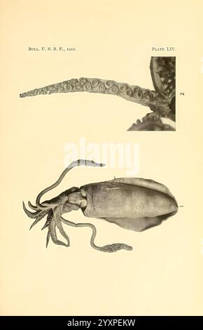 Die Cephalopoda der hawaiianischen Inseln Washington, Govt. Print, 1914 Cephalopoda, Hawaii, Mollusken, Sepioteuthis arctipinnis, Ommastrephes hawaiiensis, Sepioteuthis lessoniana, Bigfin Riff Tintenfische, hee, hee, hee, mūheʻe, mūheʻe, Nototodarus hawaiiensis, hawaiianischer Flying Tintenfisch, Tintenfisch, das Bild zeigt eine detaillierte Abbildung eines Kopffüßchens, der sowohl seinen Körper als auch eine Nahaufnahme seines Tentakels zeigt. Die Hauptdarstellung zeigt den langgestreckten Körper des Tintenfischs, markante Flossen und mehrere Arme, die mit Saugnäpfen verziert sind, die alle für Klarheit angeordnet sind. Die Einfügung hebt die komplizierte Textur und hervor Stockfoto