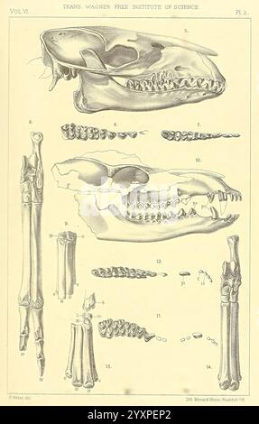 Das Bild zeigt eine detaillierte anatomische Studie, die die Schädel- und Skelettstruktur eines bestimmten Tieres zeigt. Die selenodonten Artiodaktylen des Uinta Eocene Philadelphia Wagner Free Institute of Science 1899 Paläontologie Eocene Artiodactyl Fossiliengeschichten. Die Abbildung enthält verschiedene nummerierte Diagramme, die verschiedene Ansichten des Schädels zeigen und wichtige Merkmale wie Augenhöhlen, Nasenhöhle und Zähne hervorheben. Zusätzlich präsentiert es eine Reihe von Knochen aus den Gliedmaßen, die ihre Anordnung und Verbindungen betonen. Die akribische Linienarbeit und Etikettierung liefern Einblicke in Stockfoto