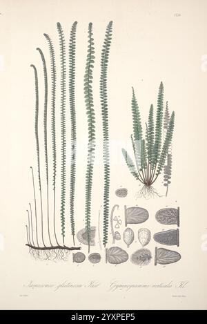 Florae Columbiae, Berolini, apud Ferdinandi Duemmleri Successores, 1858-69, Pflanzen, Kolumbien, Chromolithographien, grafische Medien, 1858-69, die Illustration zeigt eine Vielzahl von Farnen und ihre detaillierten Strukturen, die sowohl die langen Wedel als auch ihre komplizierten Blattmuster hervorheben. Hervorzuheben sind mehrere Arten, deren Schwerpunkt auf ihren unterschiedlichen Wachstumsformen und Fortpflanzungsstrukturen liegt. Unten werden verschiedene Sporen und Sporenfälle angezeigt, die einen Einblick in den Fortpflanzungszyklus von Farnen geben. Das Arrangement unterstreicht die Vielfalt innerhalb dieser Pflanzengruppe und zeigt Stockfoto