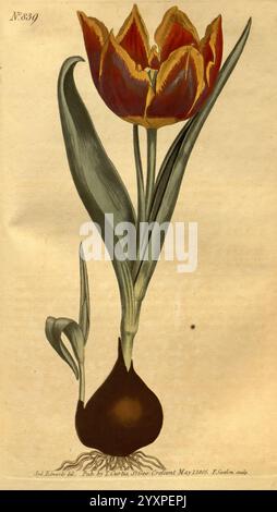 Curtis's Botanical Magazine, London, New York, Botanik, Zeitschriften, Bildwerke, Curtis, Tulipa suaveolens, Taxonomie: Family= Liliaceae, Tulipa schrenkii, Eurasien, Sydenham Teast Edwards, Eine wunderschön illustrierte botanische Studie zeigt eine lebendige Tulpe in voller Blüte. Die Blüte hat auffällige rote und gelbe Blütenblätter, die elegant angeordnet sind und ihre faszinierende Form und Textur betonen. Unterhalb der Blüte erstrecken sich üppig grüne Blätter anmutig und ergänzen die lebendigen Farben der Blütenblätter. Die Tulpenzwiebeln sind an der Basis deutlich sichtbar dargestellt, was einen Einblick in das Wachstum und das Anato der Pflanze bietet Stockfoto