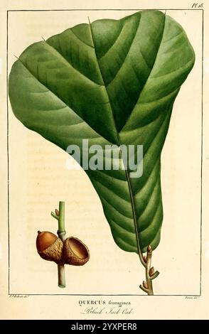 Histoire des arbres forestiers de l'Amérique septentrionale, Paris, L. Haussmann, 1812-13, Trees, Nordamerika, Quercus, Quercus marilandica., die Illustration zeigt ein großes, detailreiches Blatt aus der Gattung Quercus, allgemein bekannt als Eiche. Das Blatt zeichnet sich durch seine breite, glänzende Oberfläche und seine markante Verehrung aus, die einen satten grünen Farbton aufweist. Neben dem Blatt ist eine kleine Gruppe von Eicheln auf einem schlanken Zweig dargestellt, die den Fortpflanzungsaspekt der Eiche veranschaulicht. Diese Eicheln mit ihren charakteristischen Kappen betonen die Verbindung zwischen dem Blatt und seiner Quelle von Nu Stockfoto