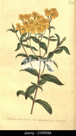 Curtis's Botanical Magazine, London, New York, Botanik, Zeitschriften, Pictorial Works, Curtis, Tagetes lucida, Taxonomie: Familie = Asteraceae, Sydenham Teast Edwards, Zentralamerika, Eine detaillierte botanische Illustration, die eine hohe, schlanke Pflanze mit leuchtend gelben Blüten zeigt, die in Gruppen angeordnet sind. Die Blätter sind grün, gestreckt und gezackt, was einen auffälligen Kontrast zu den Blüten darstellt. Neben der Illustration befindet sich eine handschriftliche Inschrift, die darauf hinweist, dass sie von Edward T. Drury erstellt wurde, datiert vom 1. Mai 1822 in Pine Orchard. Die Abbildung wird akribisch gerendert und zeigt den in Stockfoto