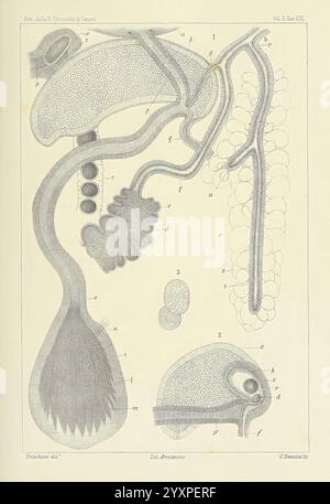 Æolididae, Familien, Hafen, Genua, Bologna, TIPI Gamberini e Parmeggiani, 1877-1881, Italien, Genua, Weichtiere, Olividae, die Abbildung zeigt ein detailliertes anatomisches Diagramm, das verschiedene Strukturen des Fortpflanzungssystems zeigt. Es umfasst neben anderen verwandten Organen auch markierte Komponenten wie Hoden, Vas deferens und Samenbläschen. Die präzisen Abbildungen geben eine klare Darstellung der männlichen Reproduktionsanatomie und betonen sowohl die äußeren als auch die inneren Merkmale. Diese pädagogische Darstellung dient als Hilfsmittel zum Verständnis der Komplexität und Anordnung des Stockfoto