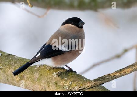 Eurasische Gimpel Stockfoto