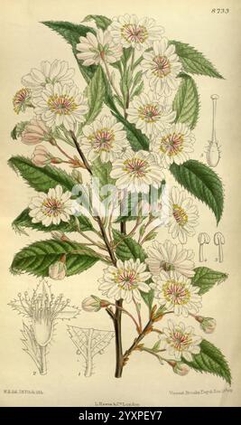 Curtis's Botanical Magazine London New York Botanical Illustration Botanical Zeitschriften Pictorial Works Pflanzen Ornamental Curtis Matilda Smith Frauen in Wissenschaft Blumen Prunus subhirtella Winter blühende Kirsche Frühlingskirsche Higan Cherry Rosebud Cherry Japan, Eine wunderschön detaillierte Illustration eines blühenden Kirschzweigs, die zarte weiße Blüten mit Anklängen von rosa und leuchtend grünen Blättern zeigt. Die Komposition besteht aus mehreren Blüten in unterschiedlichen Blütestadien, zusammen mit einer Gruppe ungeöffneter Knospen. Neben der Hauptabbildung befinden sich kleinere Skizzen, die verschiedene anatom darstellen Stockfoto